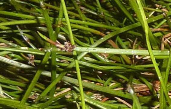 Image of Isolepis distigmatosa (C. B. Clarke) Edgar