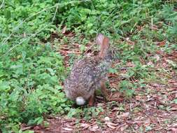 Image of Swamp Rabbit