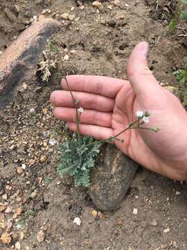 Image of Clokey's gilia