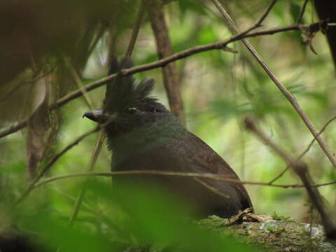 Image of Tufted Antshrike