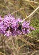 Plancia ëd Megachile texensis Mitchell 1956