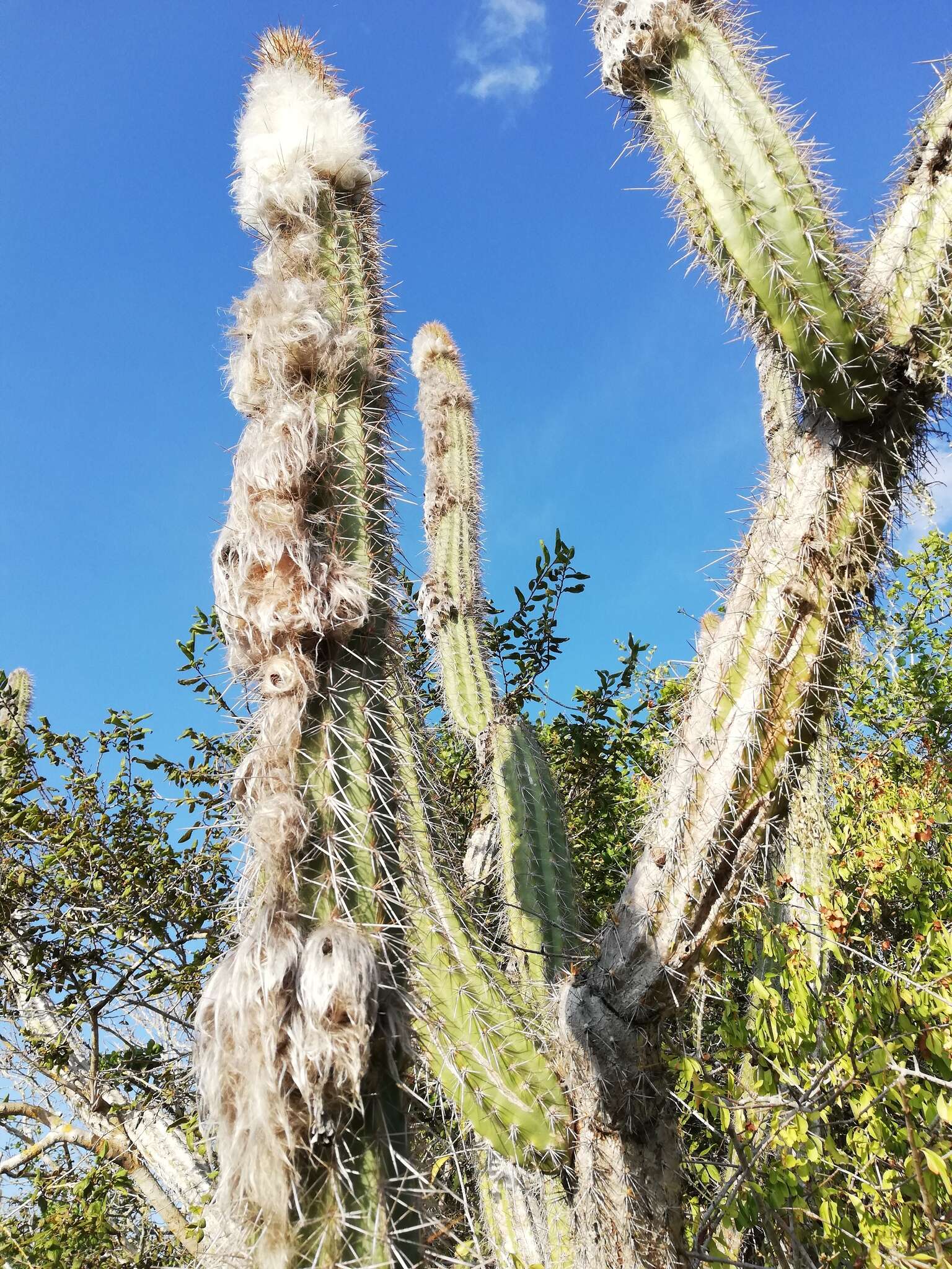 Image of Pilosocereus leucocephalus (Poselg.) Byles & G. D. Rowley