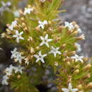 Imagem de Thesium viridifolium Levyns