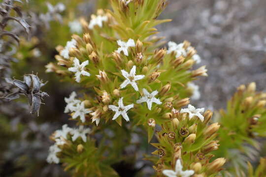 صورة Thesium viridifolium Levyns