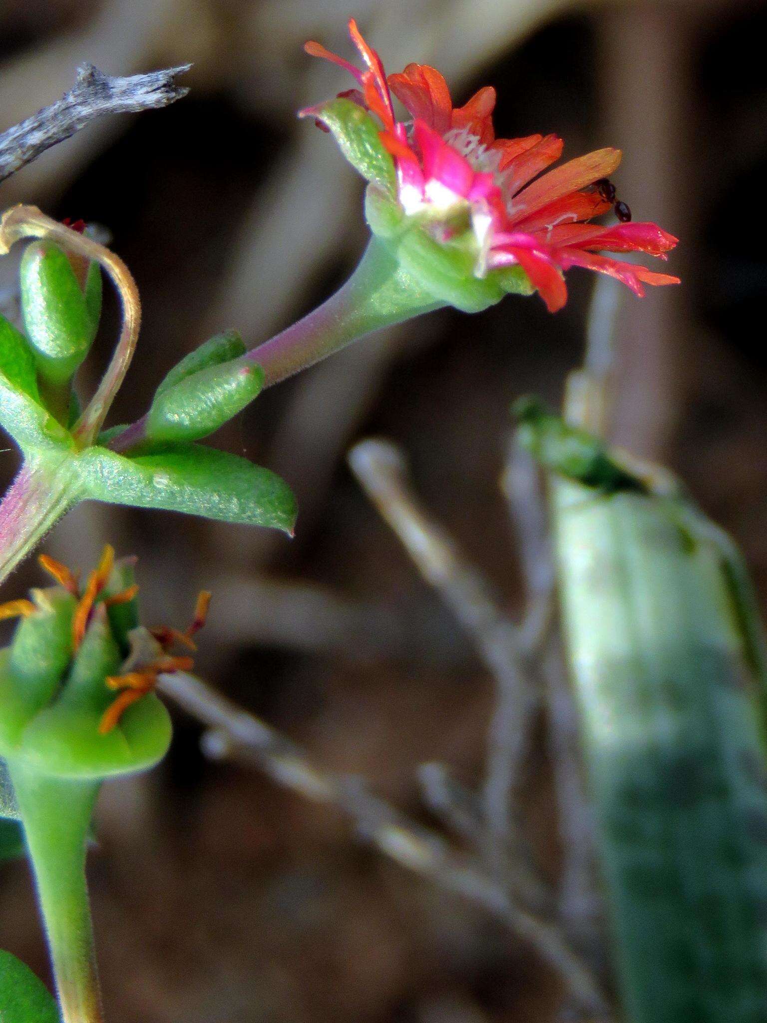 Image of Delosperma multiflorum L. Bol.