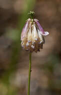 Image de Trifolium kingii subsp. productum (Greene) D. Heller