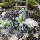 Image of Pinguicula mirandae S. Zamudio Ruiz & A. Salinas T.