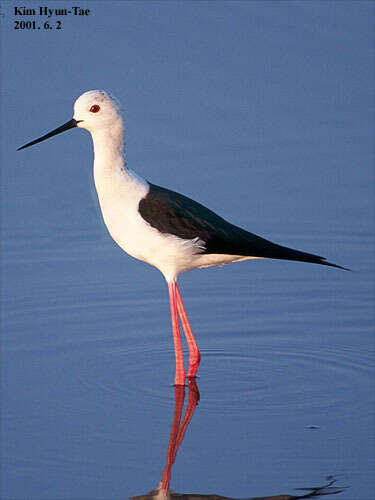 Image of Black-winged Stilt