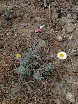 Image de Erigeron luxurians (Skottsb.) Solbrig