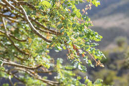 Plancia ëd Boswellia dioscoridis Thulin