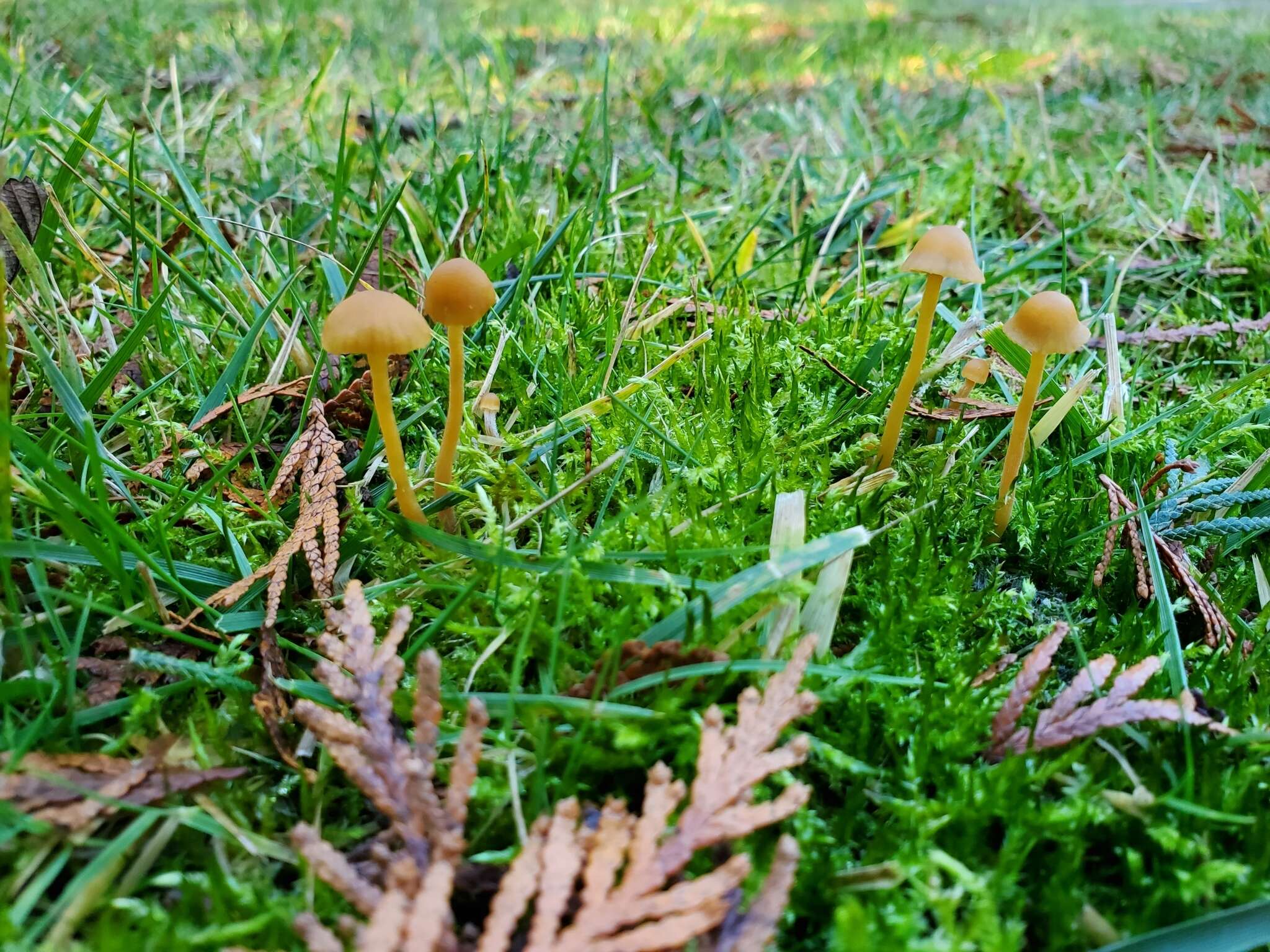 Image of Galerina semilanceata (Peck) A. H. Sm. & Singer 1964