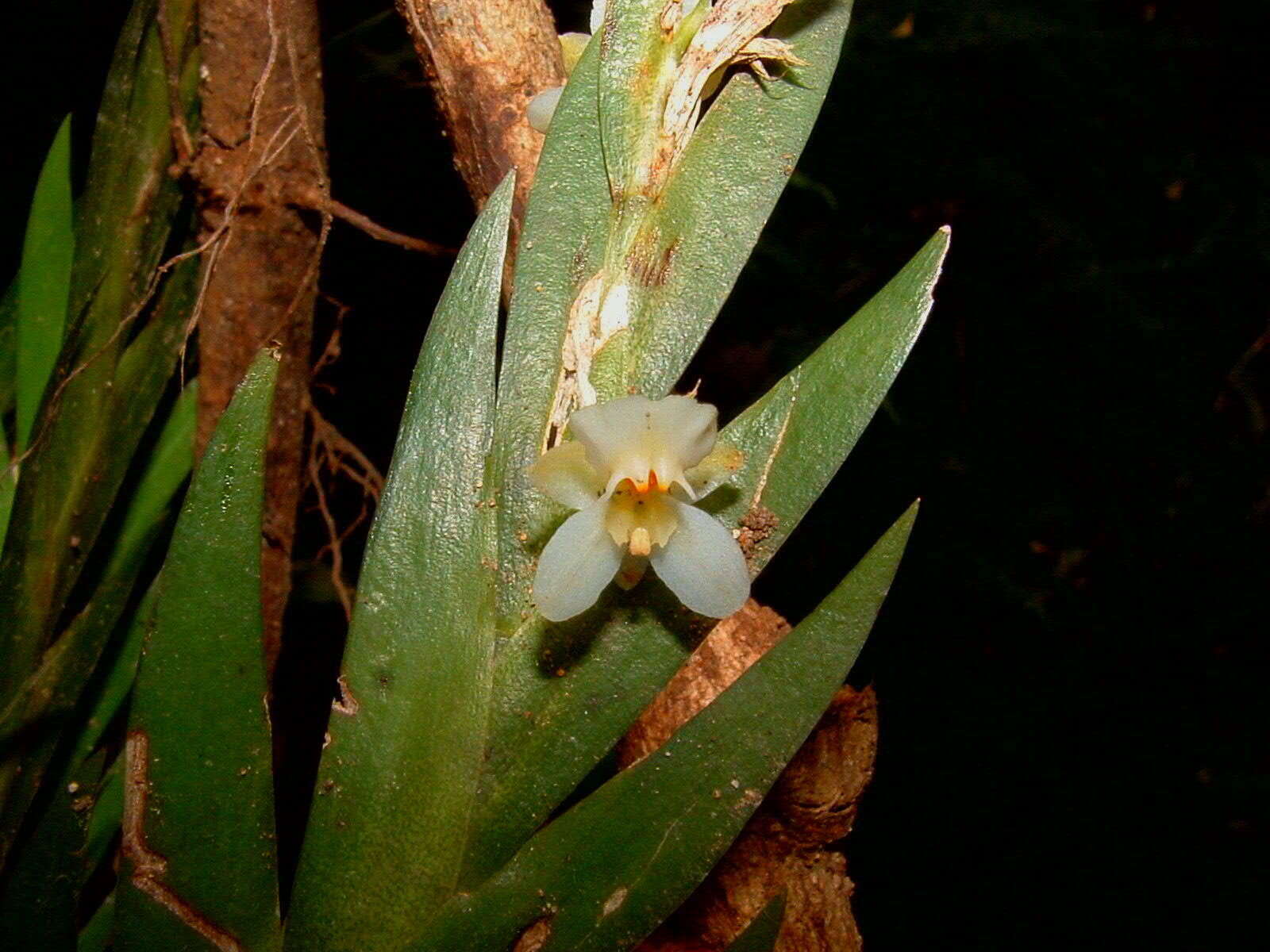 Image of Lockhartia hercodonta Rchb. fil. ex Kraenzl.