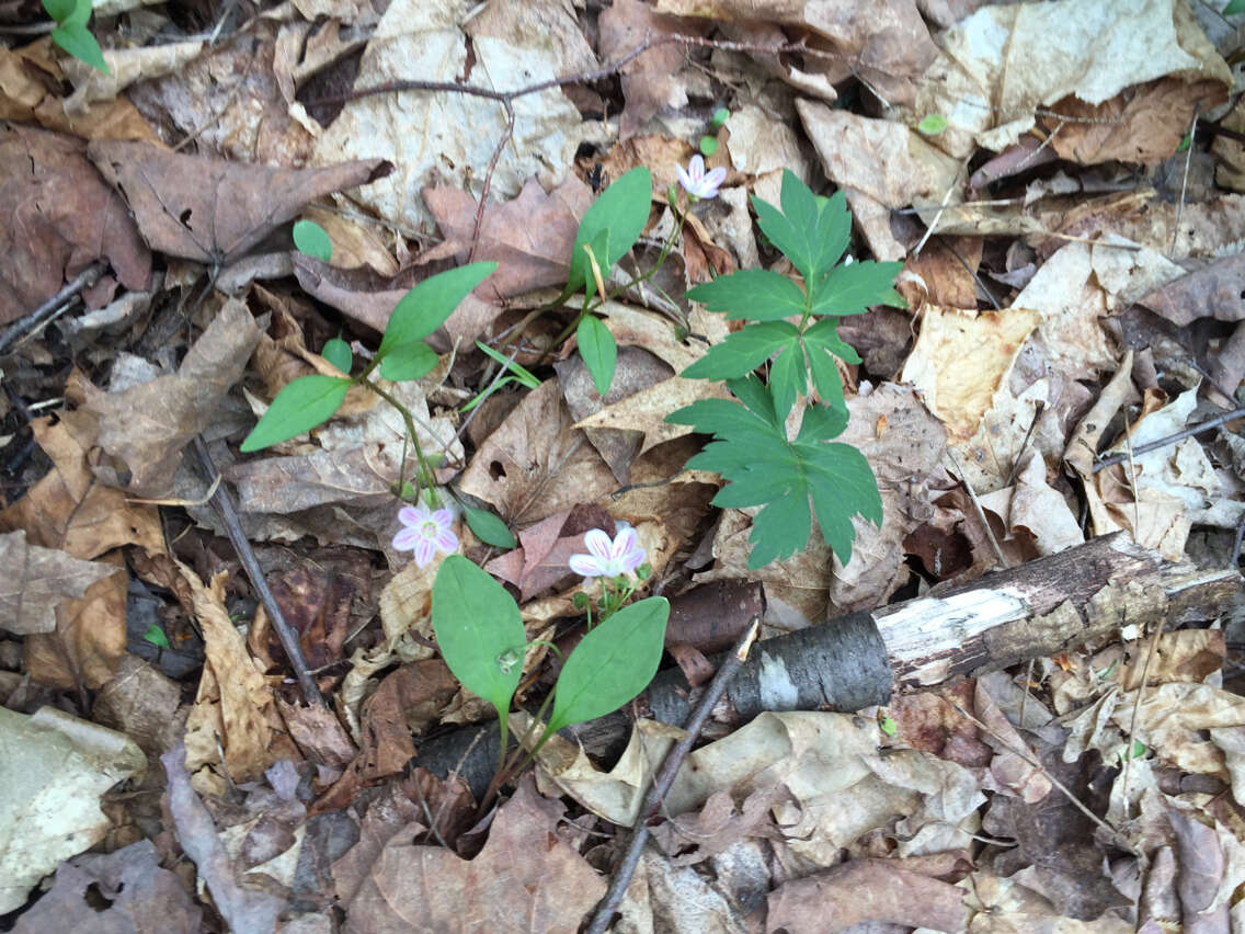 Image of Carolina springbeauty