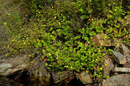 Image de Arctotis perfoliata (Less.) Beauv.