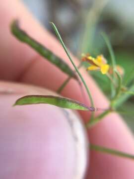 Image of Physostemon guianense (Aubl.) Malme