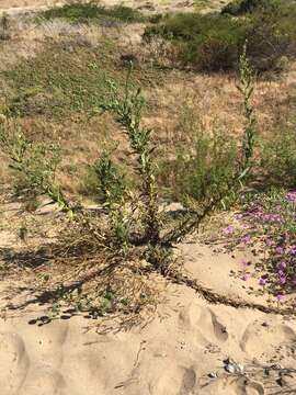 Image of coast tarweed