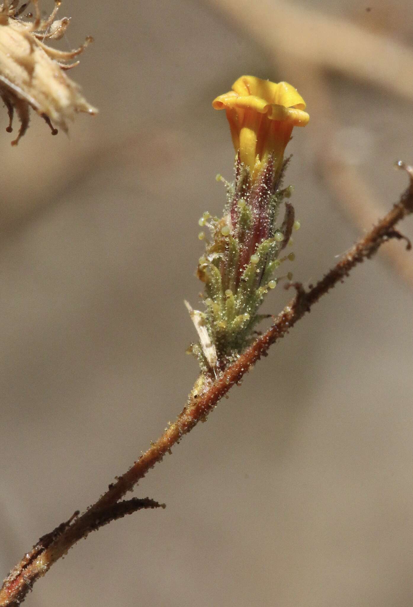 Plancia ëd Benitoa occidentalis (H. M. Hall) Keck