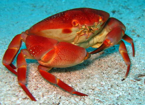 Image of batwing coral crab