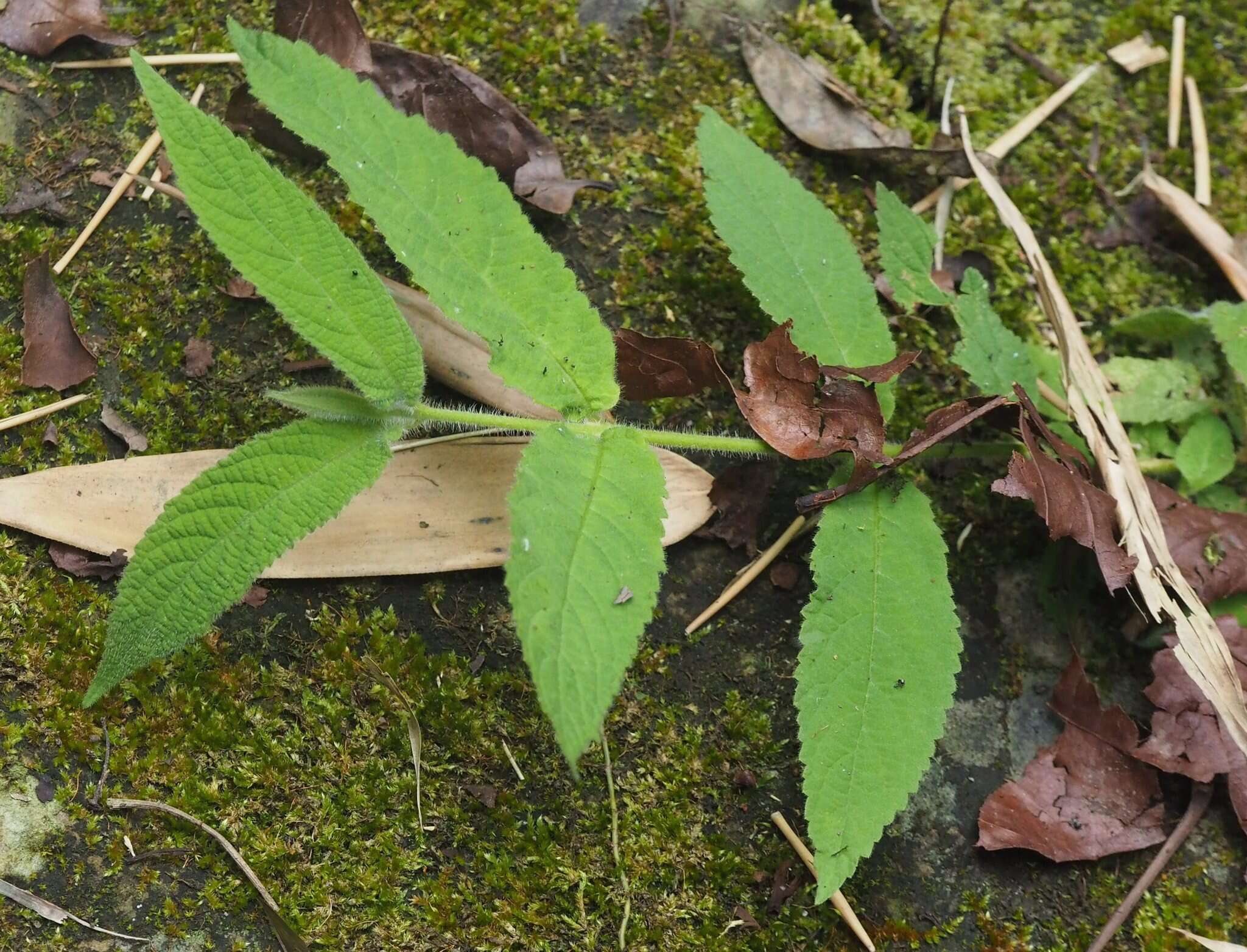 Image of Callicarpa pilosissima Maxim.