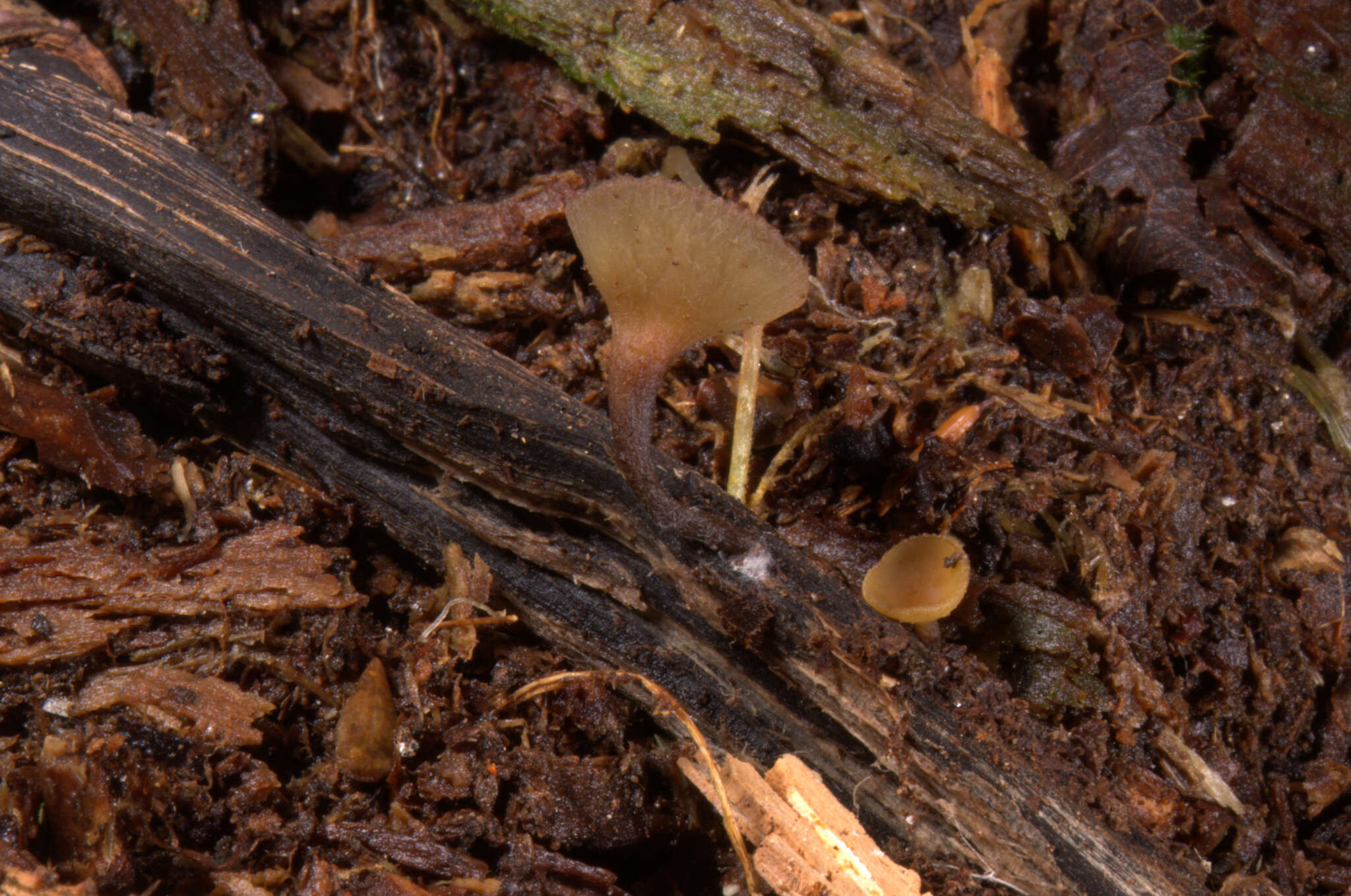 Image of Brown Oak Disc Cup