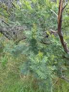 Acacia irrorata Sieber ex Spreng. resmi