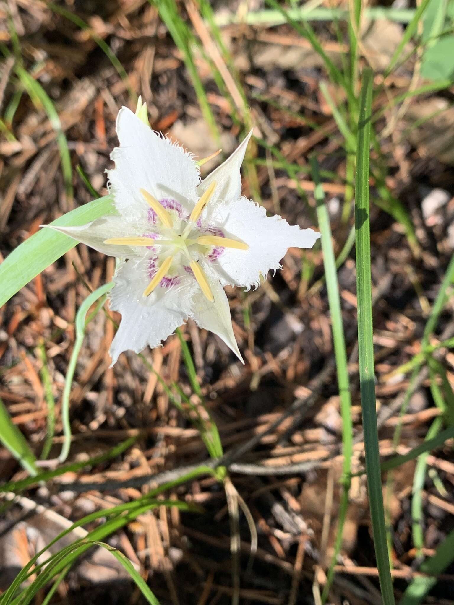 Image de Calochortus lyallii Baker