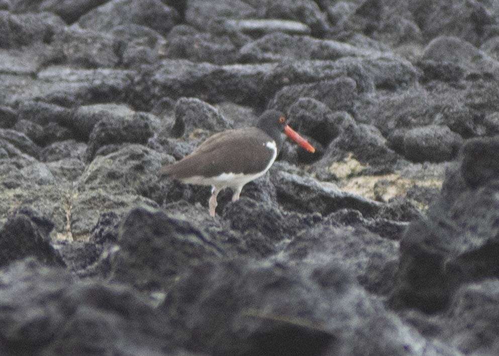 Image of Haematopus palliatus galapagensis Ridgway 1886