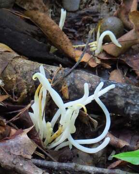 Image of Fairy fingers