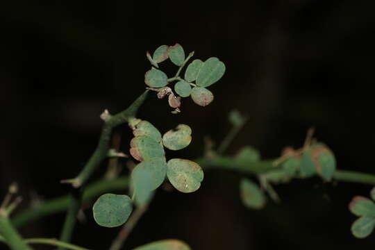 Image of Texas paloverde