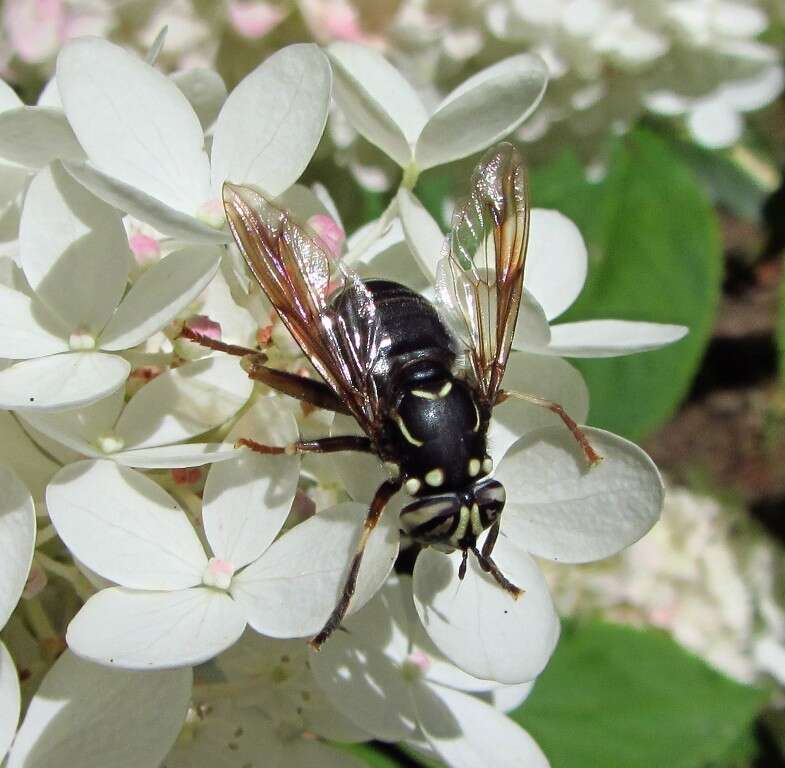 Image of Spilomyia fusca Loew 1864