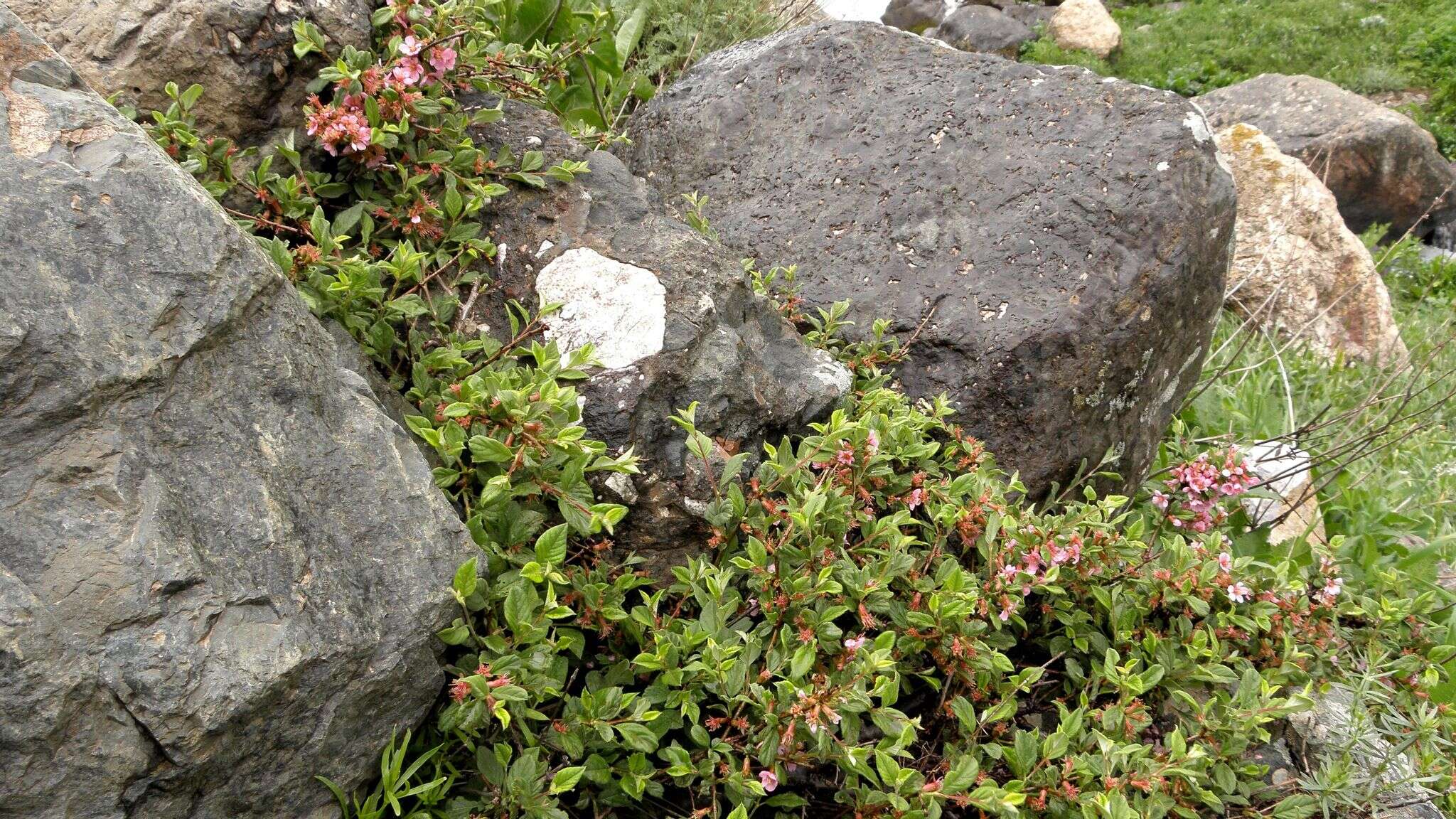 Image of Mountain cherry