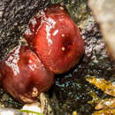 Image of maroon anemone