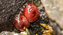 Image of maroon anemone