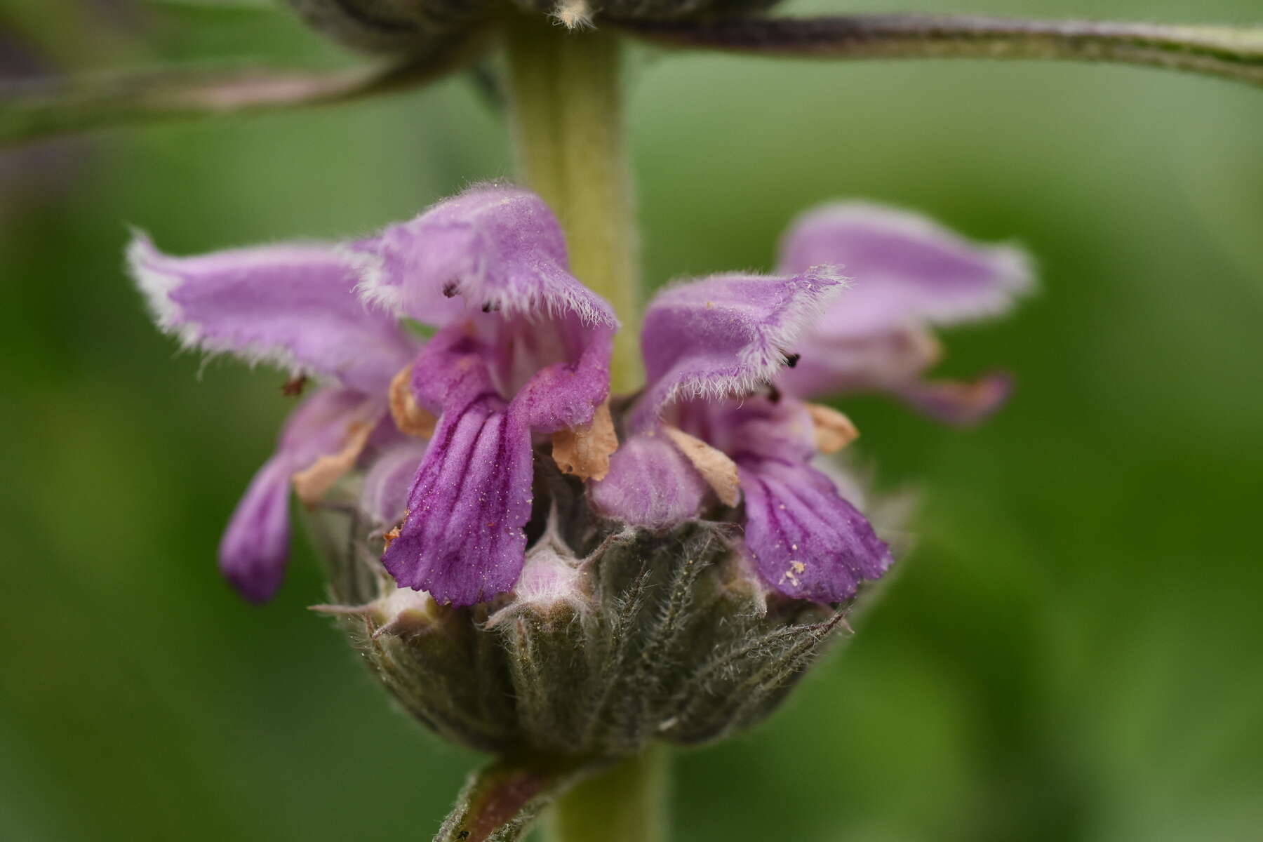 Imagem de Phlomoides alpina (Pall.) Adylov, Kamelin & Makhm.