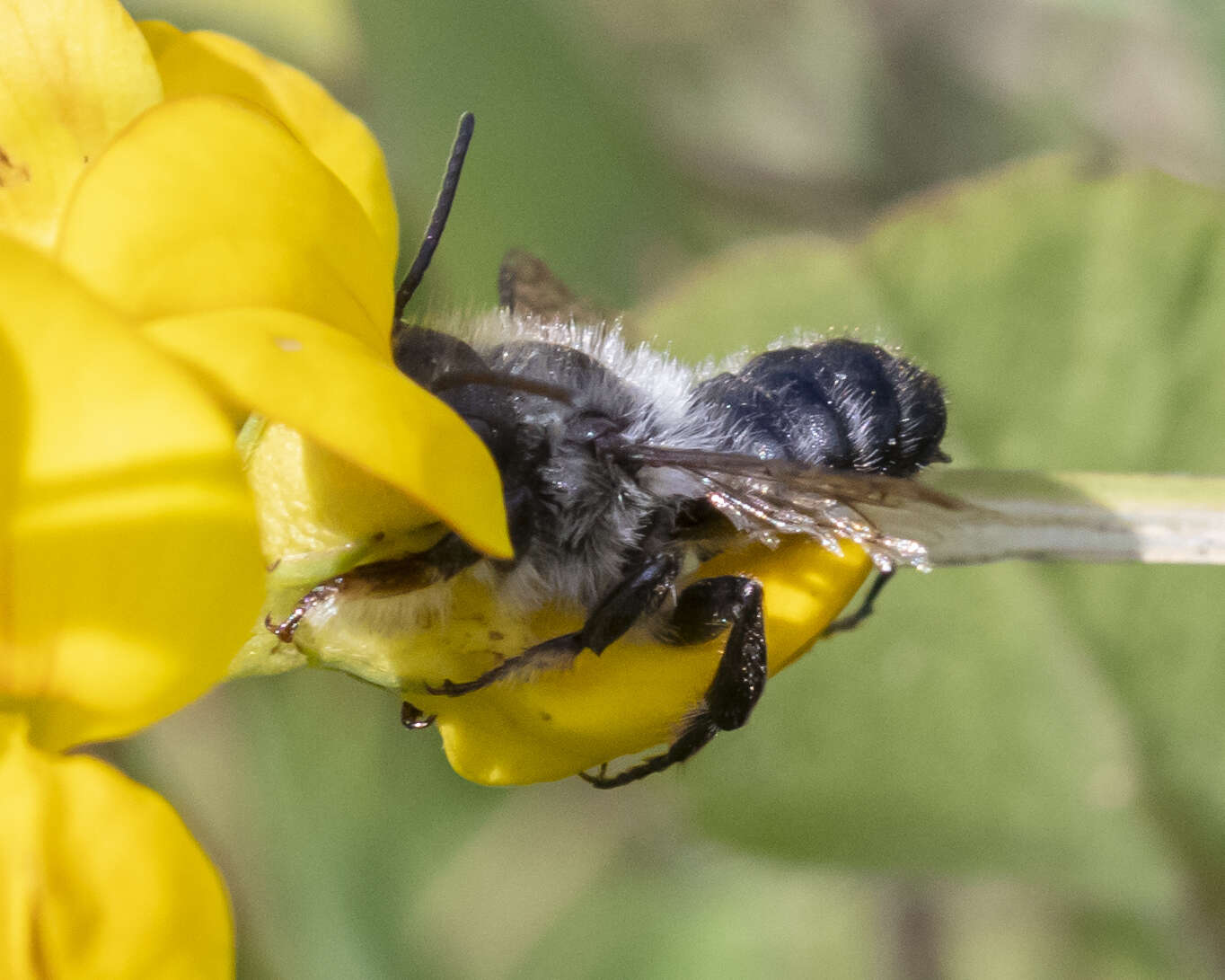 Image of Small-handed Leaf-cutter Bee