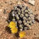 Image of Conophytum flavum subsp. novicium (N. E. Br.) S. A. Hammer