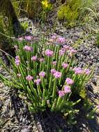 Imagem de Lachnospermum umbellatum (L. fil.) Pillans