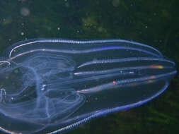 Image of common northern comb jelly