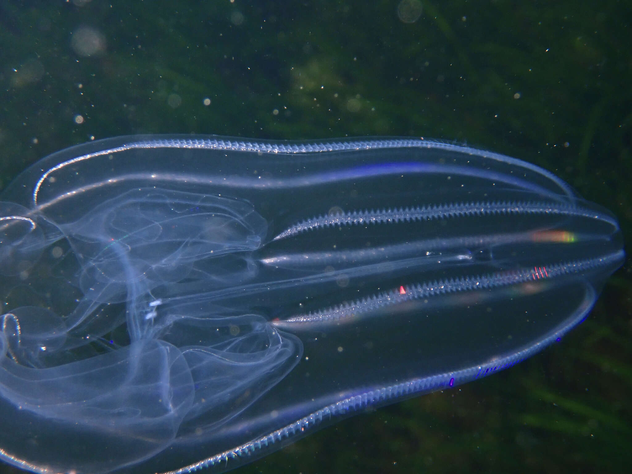 Image of common northern comb jelly