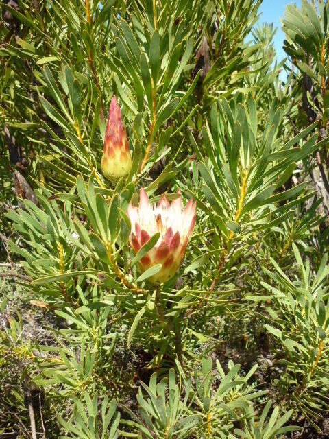 Image de Protea repens (L.) L.