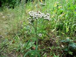 Achillea ptarmicoides Maxim. resmi