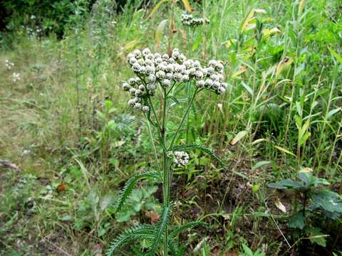 Sivun Achillea ptarmicoides Maxim. kuva