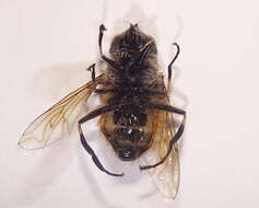 Image of Eristalis bogotensis Macquart 1842