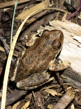 Image of Pseudacris sierra (Jameson, Mackey & Richmond 1966)