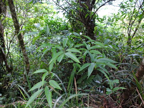 Image de Photinia beauverdiana C. K. Schneid.