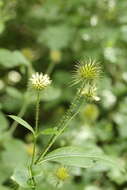 صورة Dipsacus strigosus Willd.