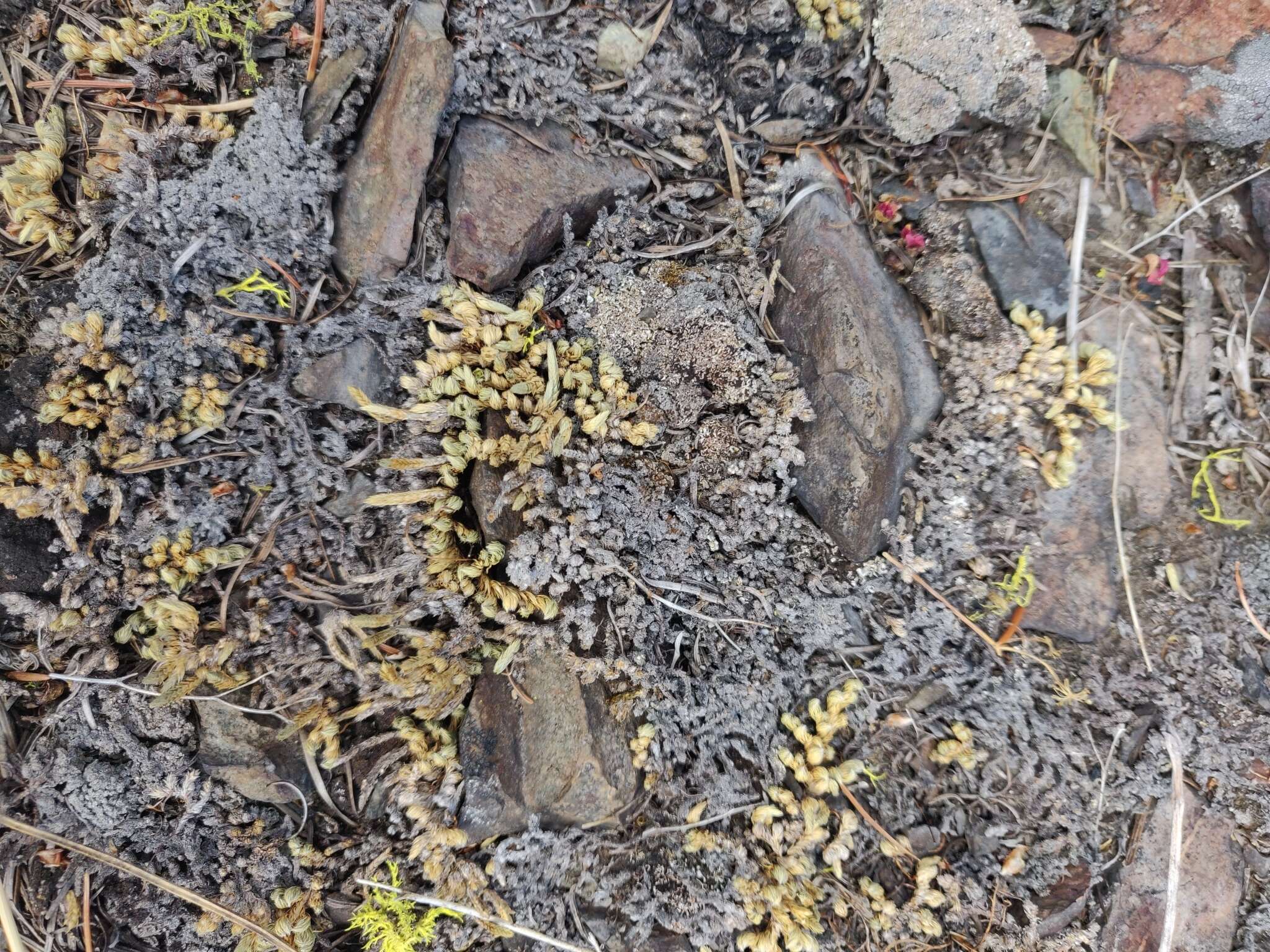 Image of Rocky Mountain spikemoss