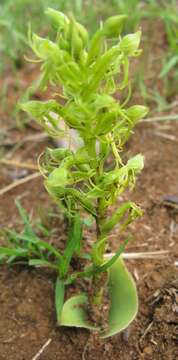 Image of Habenaria lithophila Schltr.