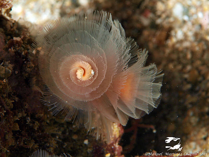 Image of Brown whirl tubeworm