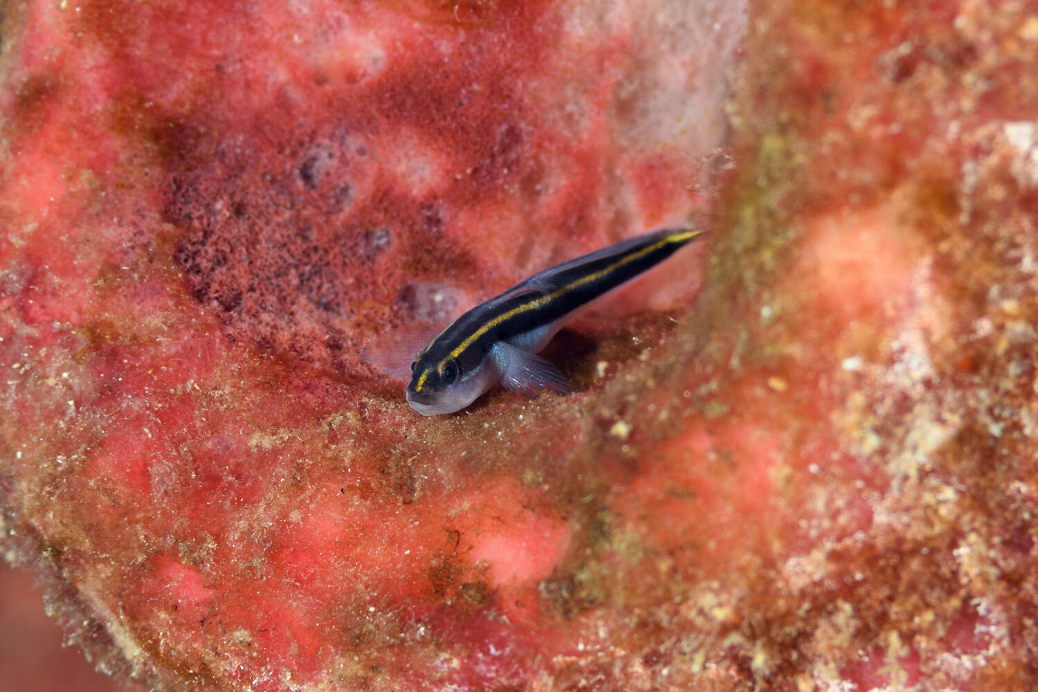 Image of Yellownose goby